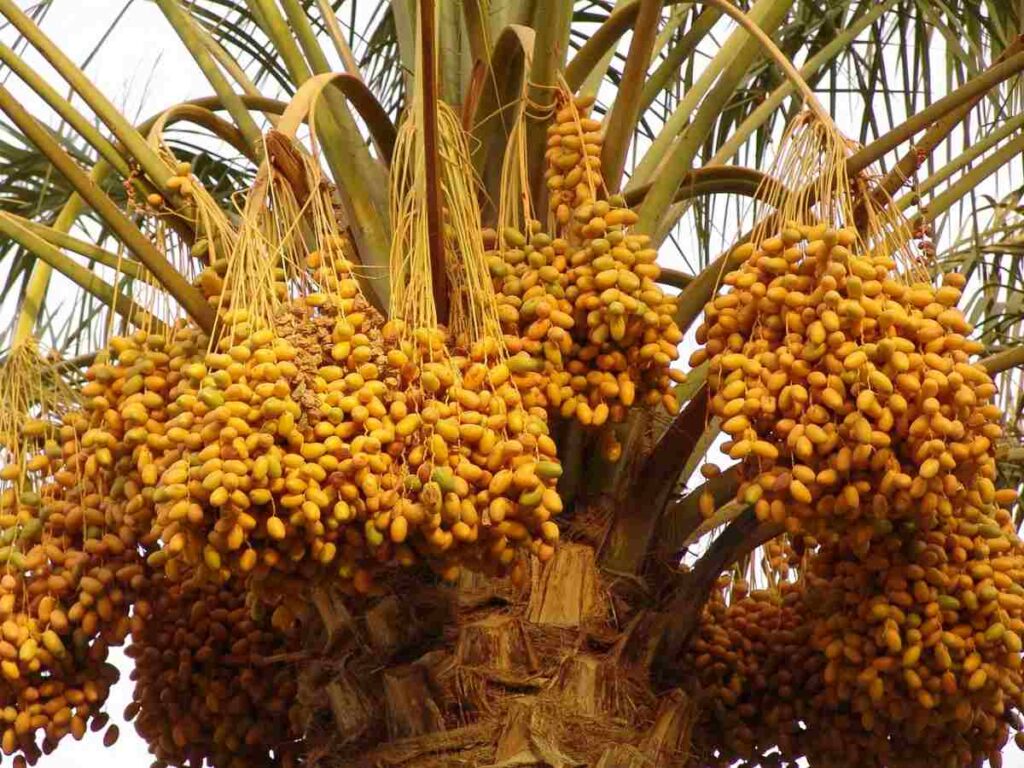 ఖర్జూర కల్లుతో ఆరోగ్య ప్రయోజనాలు||Health Benefits of Drinking Kharjura Kallu