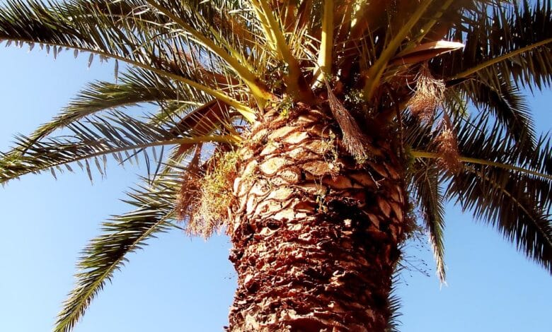 తాటి కల్లు: ఆరోగ్య ప్రయోజనాలు మరియు జాగ్రత్తలు|| Palm Toddy: Health Benefits and Precautions palm, date palm, palm tree, palm leaf, spain, phoenix, date palm, phoenix, phoenix, phoenix, phoenix, phoenix