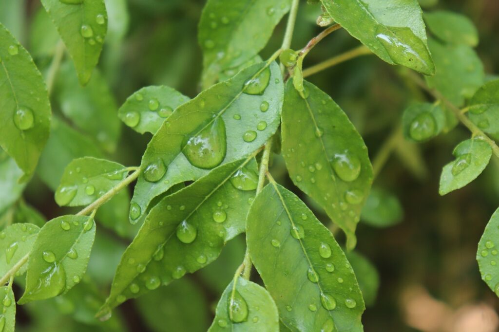 Current image: curry leaf, kerala, small tree, green leaf, curry leaf, curry leaf, curry leaf, curry leaf, curry leaf
