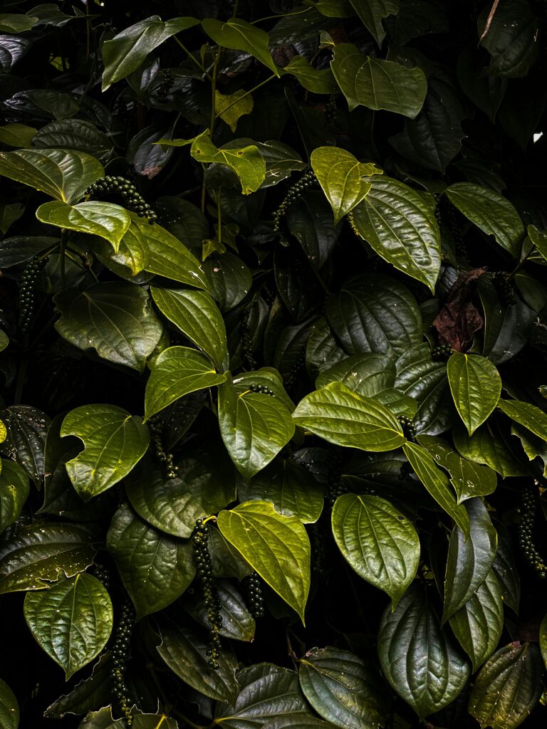 పాన్ ఆకుల ఆరోగ్య ప్రయోజనాలు: ఈ 7 మంది వ్యక్తులకు ఉపయోగకరమైనవి||Health Benefits of Betel Leaves: Useful for These 7 Individuals Current image: Vibrant green betel leaves with dewdrops in a dense Indian jungle setting.