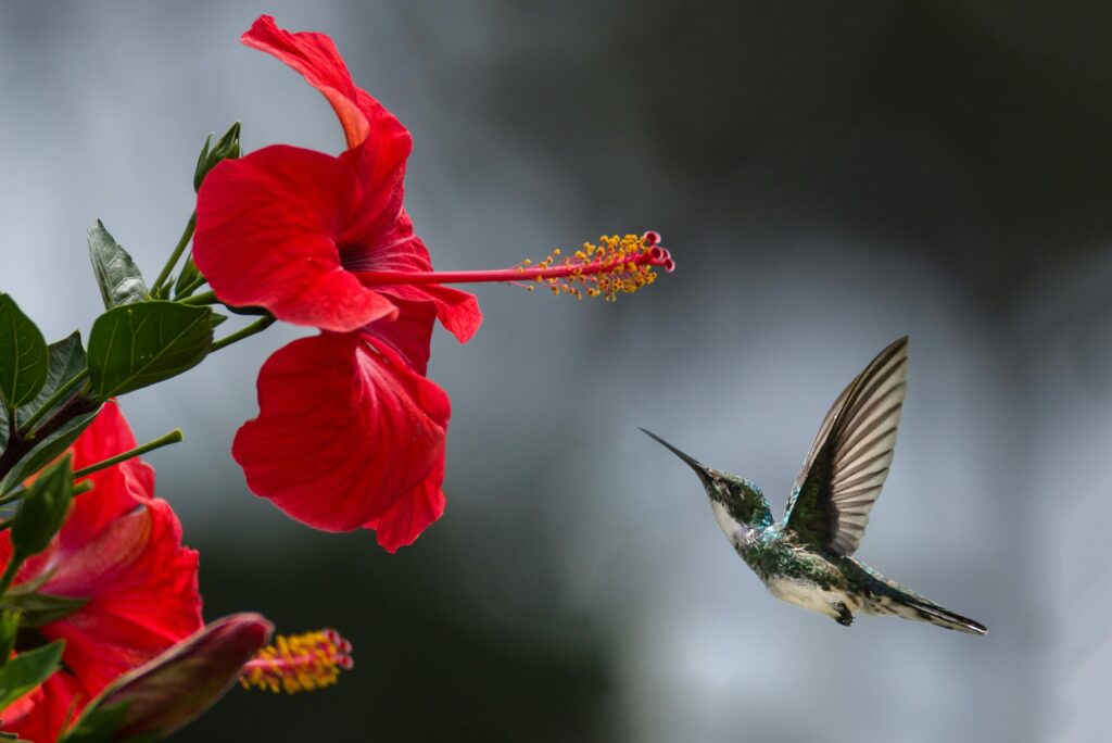 Current image: A hummingbird hovers gracefully near a blooming red hibiscus, showcasing nature's delicate beauty.