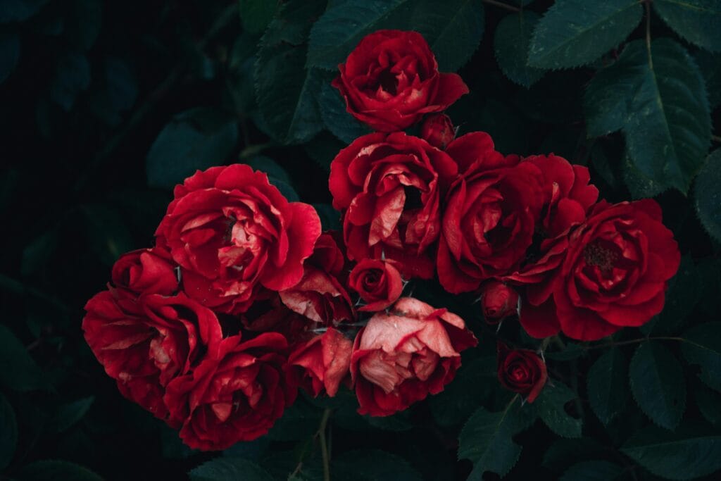 Current image: Close-up of vibrant red roses in bloom with lush green leaves, perfect for romantic themes.