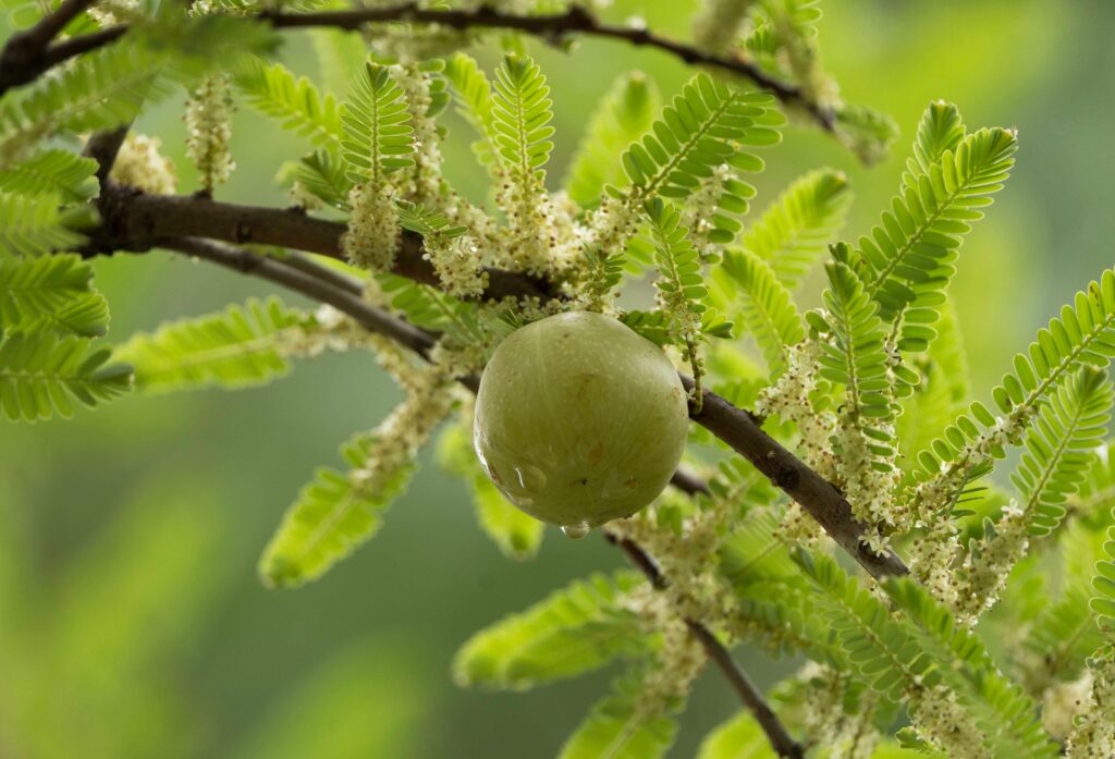 Current image: Detailed image of a fresh amla fruit on a branch surrounded by green leaves.