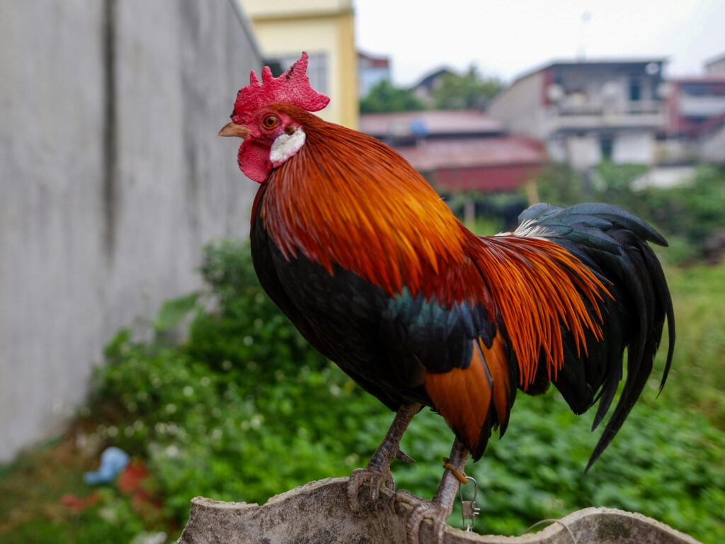 Current image: A colorful rooster with striking plumage perched outdoors in Lào Cai, Việt Nam.