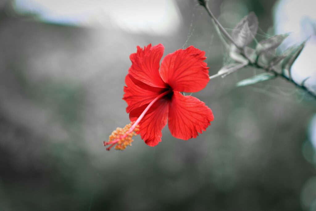 Current image: Close-up of a vibrant red hibiscus blooming outdoors, showcasing its natural beauty with soft background blur.