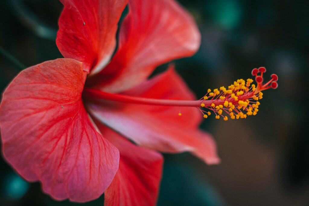 Current image: Vibrant macro shot of a red hibiscus flower with pollen-laden stamen.