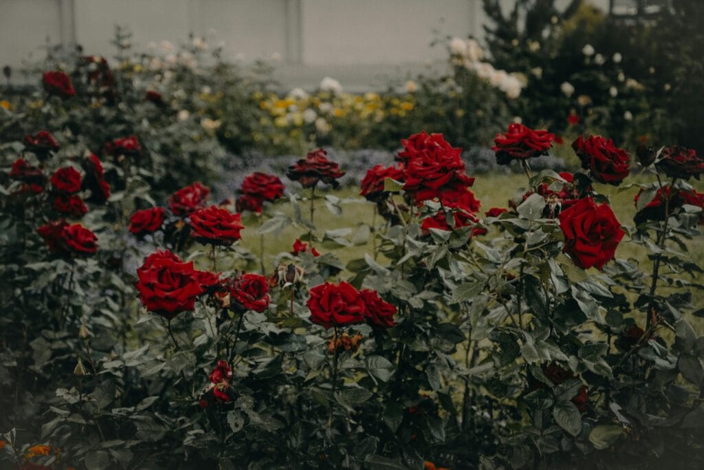 Current image: Lush red roses flourishing in a vibrant outdoor garden setting.