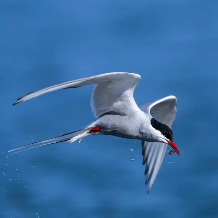 The current image has no alternative text. The file name is: SEI_133195718.webp