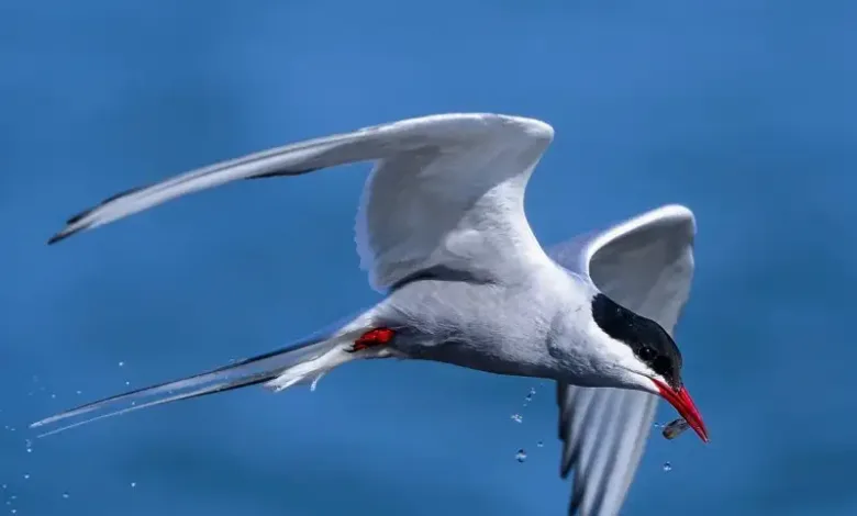 World Traveler Bird: The Incredible Journey of the Tiny Flyerప్రపంచ యాత్రిక పక్షి: చిన్న కానీ అసాధారణ ప్రయాణం