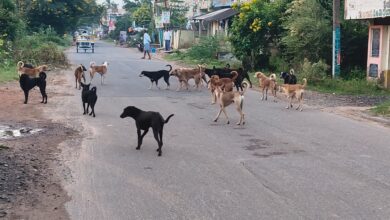 Bapatla Local News:బాపట్ల జిల్లా అమృతలూరు మండలంలో వీధికుక్కల బెడద – ప్రజలు ఆందోళన Bapatla Local News:బాపట్ల జిల్లా అమృతలూరు మండలంలో వీధికుక్కల బెడద – ప్రజలు ఆందోళన