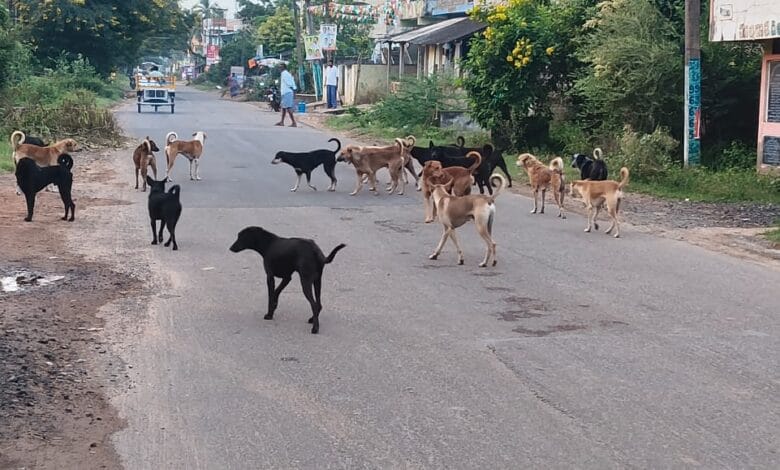 Bapatla Local News:బాపట్ల జిల్లా అమృతలూరు మండలంలో వీధికుక్కల బెడద – ప్రజలు ఆందోళన Bapatla Local News:బాపట్ల జిల్లా అమృతలూరు మండలంలో వీధికుక్కల బెడద – ప్రజలు ఆందోళన