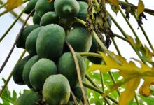 papaya, fruit, nature, tree, exotic
