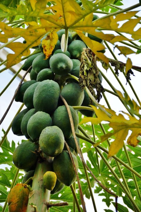 Current image: papaya, fruit, nature, tree, exotic