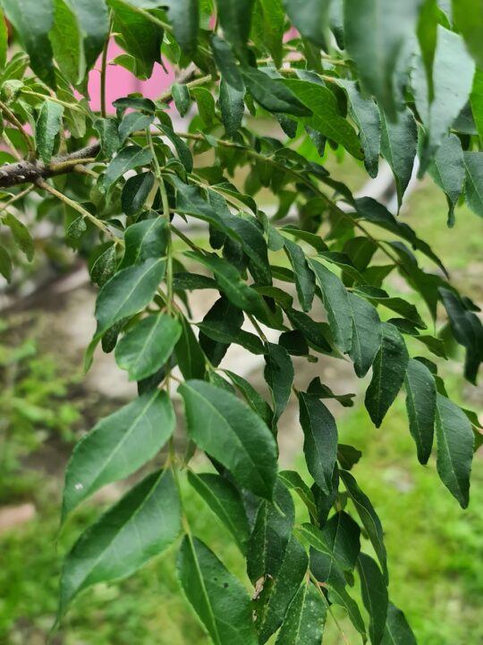 Current image: curry leaf, green, nature, cuisine, flavouring, garden, cooking