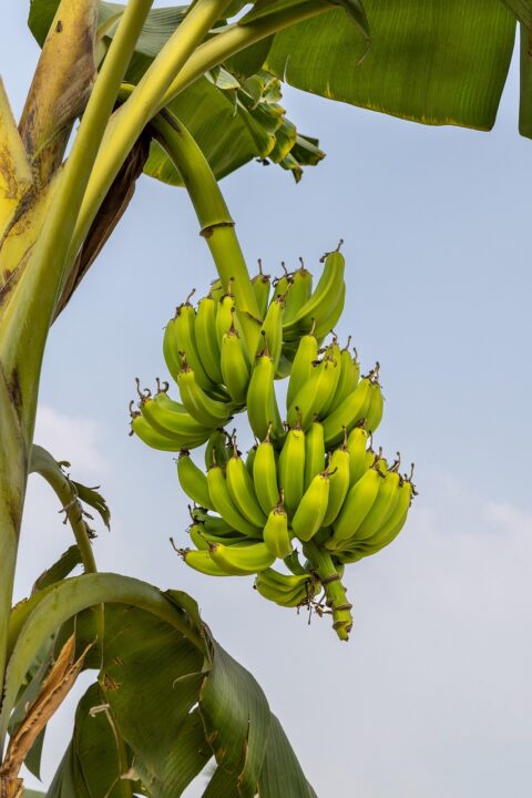 Current image: bananas, fruits, mobile wallpaper, plantains, samsung wallpaper, mobile wallpaper 4k, phone wallpaper, iphone wallpaper, ipad wallpaper, beautiful wallpaper, lock screen wallpaper, nature, wallpaper