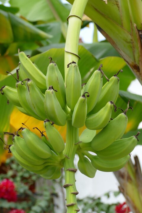 Current image: banana, banana tree, fruit, food, biological, tropical, immature, banana, banana, banana, banana, banana, banana tree, banana tree, banana tree, banana tree, banana tree