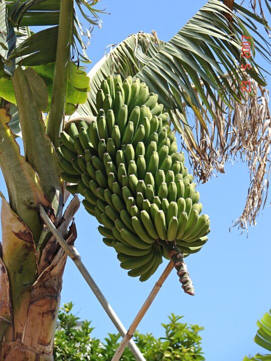 Current image: banana tree, fruit, banana, banana tree, banana tree, banana tree, banana tree, banana tree