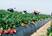 The Glory of Andhra's Kashmir: Lambasingi Strawberry Cultivation - Complete Analysis||ఆంధ్రా కాశ్మీర్ వైభవం: లంబాసింగి స్ట్రాబెర్రీ సాగు - సంపూర్ణ విశ్లేషణ The Glory of Andhra's Kashmir: Lambasingi Strawberry Cultivation - Complete Analysis||ఆంధ్రా కాశ్మీర్ వైభవం: లంబాసింగి స్ట్రాబెర్రీ సాగు - సంపూర్ణ విశ్లేషణ