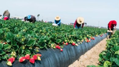 The Glory of Andhra's Kashmir: Lambasingi Strawberry Cultivation - Complete Analysis||ఆంధ్రా కాశ్మీర్‌ వైభవం: లంబాసింగి స్ట్రాబెర్రీ సాగు - సంపూర్ణ విశ్లేషణ
