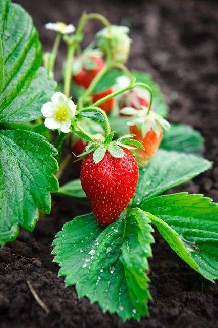 The Glory of Andhra's Kashmir: Lambasingi Strawberry Cultivation - Complete Analysis||ఆంధ్రా కాశ్మీర్‌ వైభవం: లంబాసింగి స్ట్రాబెర్రీ సాగు - సంపూర్ణ విశ్లేషణ