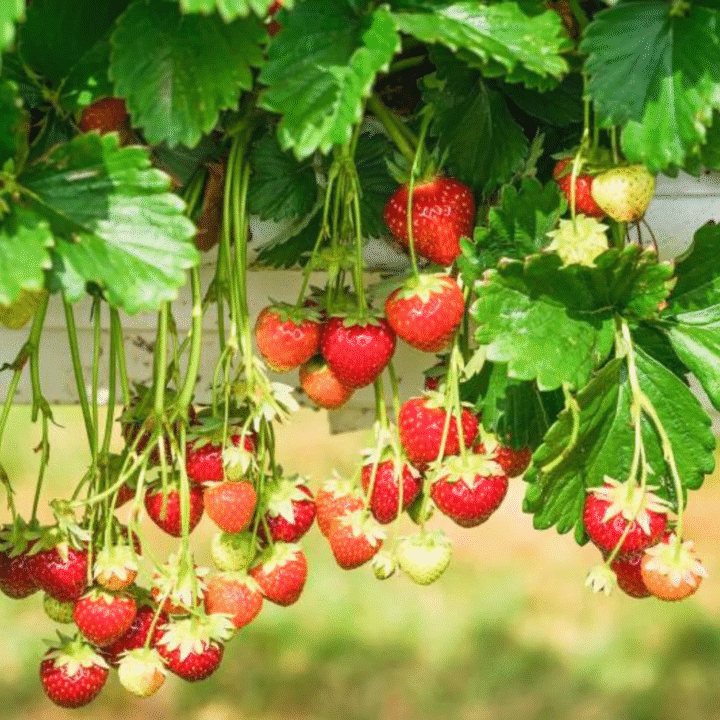 The Glory of Andhra's Kashmir: Lambasingi Strawberry Cultivation - Complete Analysis||ఆంధ్రా కాశ్మీర్‌ వైభవం: లంబాసింగి స్ట్రాబెర్రీ సాగు - సంపూర్ణ విశ్లేషణ