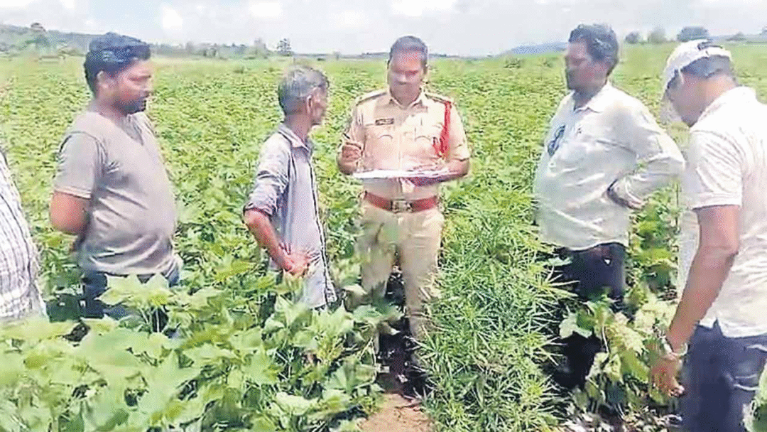 Sensation: Asifabad Ganja Cultivation in Cotton Field - 32 Plants Seized||సంచలనం: పత్తి చేనులో ఆసిఫాబాద్ గంజాయి సాగు - 32 మొక్కలు స్వాధీనం