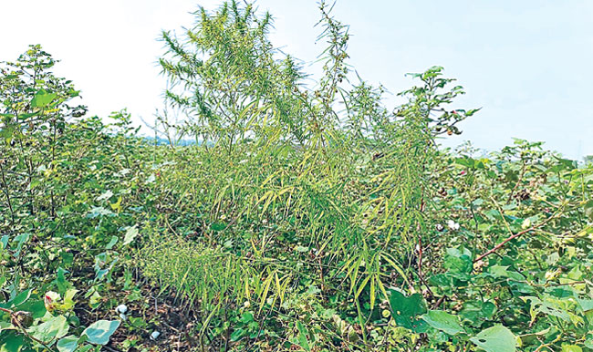 Sensation: Asifabad Ganja Cultivation in Cotton Field - 32 Plants Seized||సంచలనం: పత్తి చేనులో ఆసిఫాబాద్ గంజాయి సాగు - 32 మొక్కలు స్వాధీనం