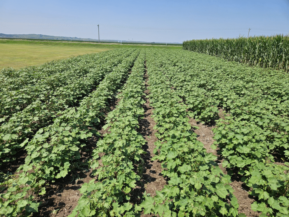 Sensation: Asifabad Ganja Cultivation in Cotton Field - 32 Plants Seized||సంచలనం: పత్తి చేనులో ఆసిఫాబాద్ గంజాయి సాగు - 32 మొక్కలు స్వాధీనం