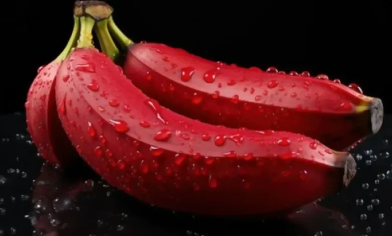 Red Banana Power Benefits: 7 Amazing Health Secrets You Must Know! | ఎర్ర అరటిపండు ఆరోగ్య ప్రయోజనాలు Red Banana Power Benefits: 7 Amazing Health Secrets You Must Know! | ఎర్ర అరటిపండు ఆరోగ్య ప్రయోజనాలు