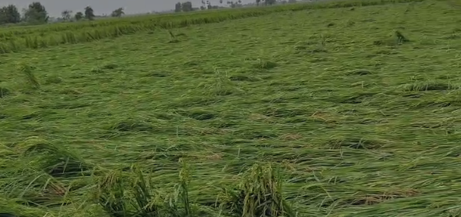 Gudivada news గుడివాడ నియోజకవర్గంలో తుఫాన్ ప్రభావిత పంటల పరిశీలన