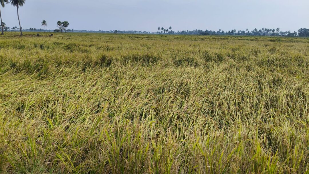 90% Crop Protection Strategy Against the Frightening 'Cyclone Alert'||భయంకరమైన 'Cyclone Alert': 90% పంట రక్షణకు రైతుల వ్యూహం |