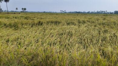 90% Crop Protection Strategy Against the Frightening 'Cyclone Alert'||భయంకరమైన 'Cyclone Alert': 90% పంట రక్షణకు రైతుల వ్యూహం | 90% Crop Protection Strategy Against the Frightening 'Cyclone Alert'||భయంకరమైన 'Cyclone Alert': 90% పంట రక్షణకు రైతుల వ్యూహం |
