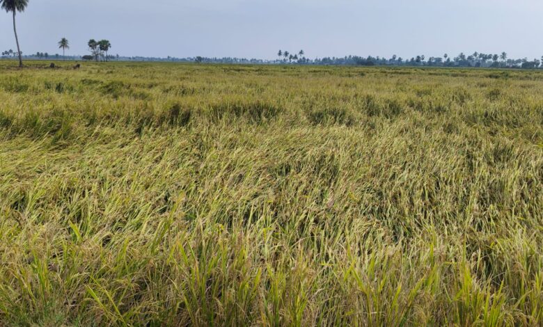 90% Crop Protection Strategy Against the Frightening 'Cyclone Alert'||భయంకరమైన 'Cyclone Alert': 90% పంట రక్షణకు రైతుల వ్యూహం |