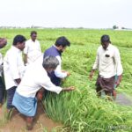 Tenali City News